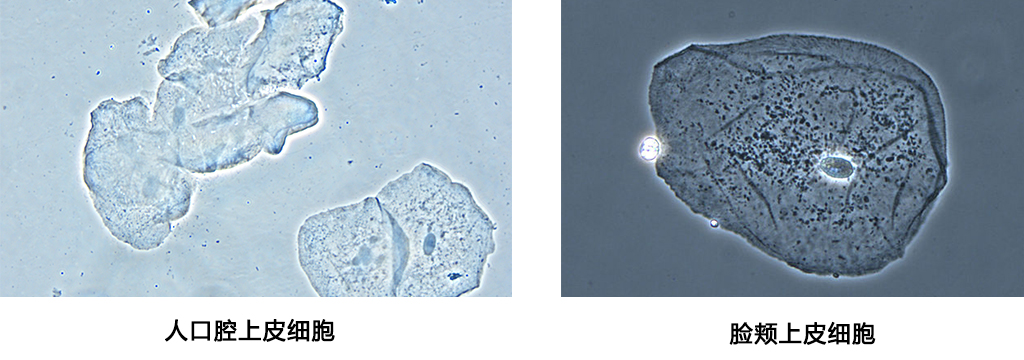 WMS-3590生物顯微鏡