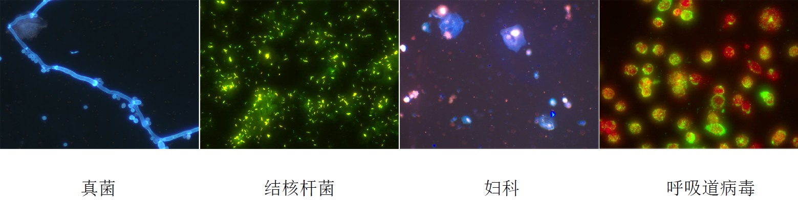 荧光1
