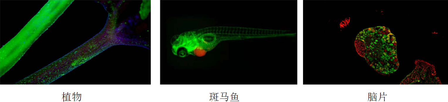 体视荧光图片3
