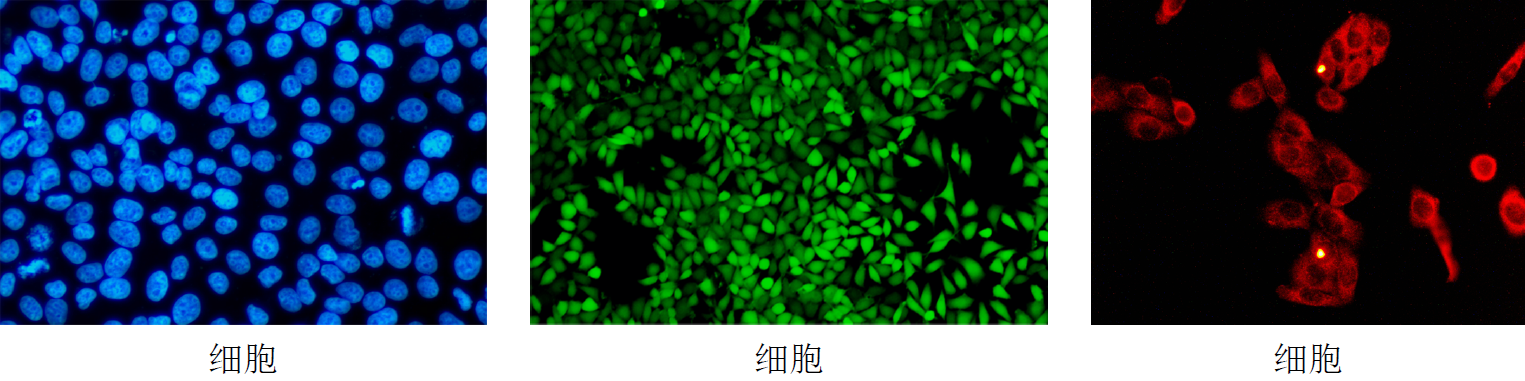 荧光3